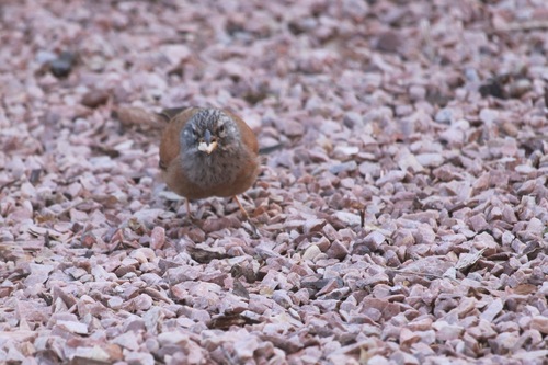 Escribano sahariano (Emberiza sahari)