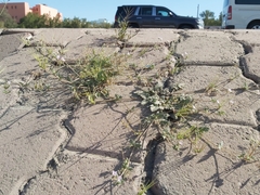 Erodium ciconium
