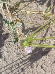 Erodium ciconium