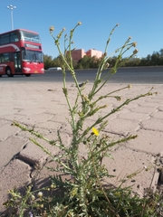 Launaea mucronata