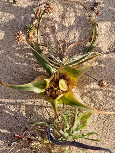 Colchicum psammophilum (Colchicum psammophilum)