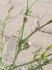 Launaea mucronata