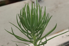 Senecio vitalis