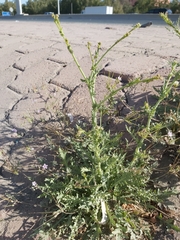 Launaea mucronata