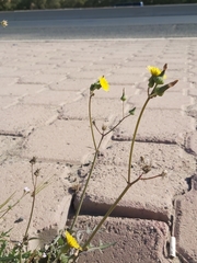 Sonchus oleraceus