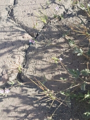 Erodium ciconium