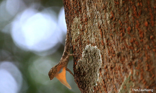 Orange-winged Flying Lizard