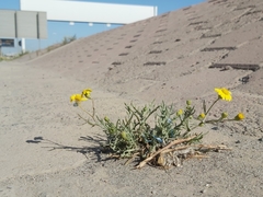 Senecio glaucus