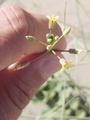 Brassica tournefortii