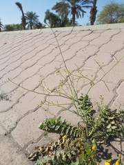 Brassica tournefortii