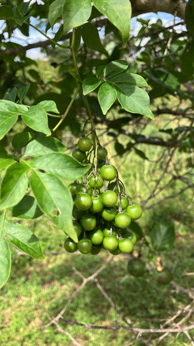 Brazilian Nightshade