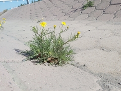 Senecio glaucus