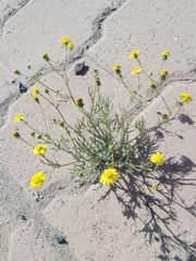 Senecio glaucus