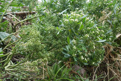 Lepidium crassum