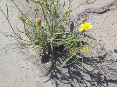 Senecio glaucus