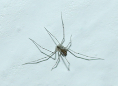 Psilochorus pullulus