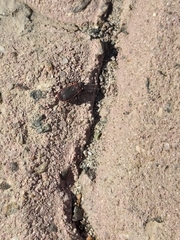 Scantius forsteri