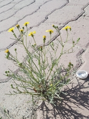 Senecio glaucus