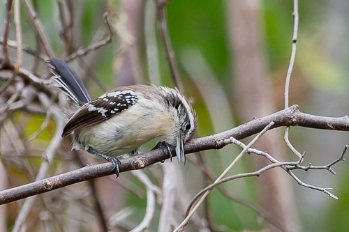 Black-bellied Antwren