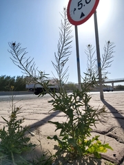 Sisymbrium irio