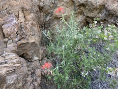 Castilleja lanata