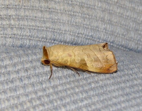 Dentilymnia tristictica