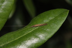 Oecetis unicolor