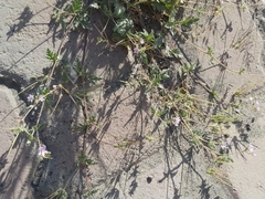 Erodium ciconium