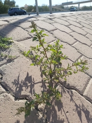 Chenopodiastrum murale