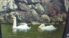 Cygnus olor