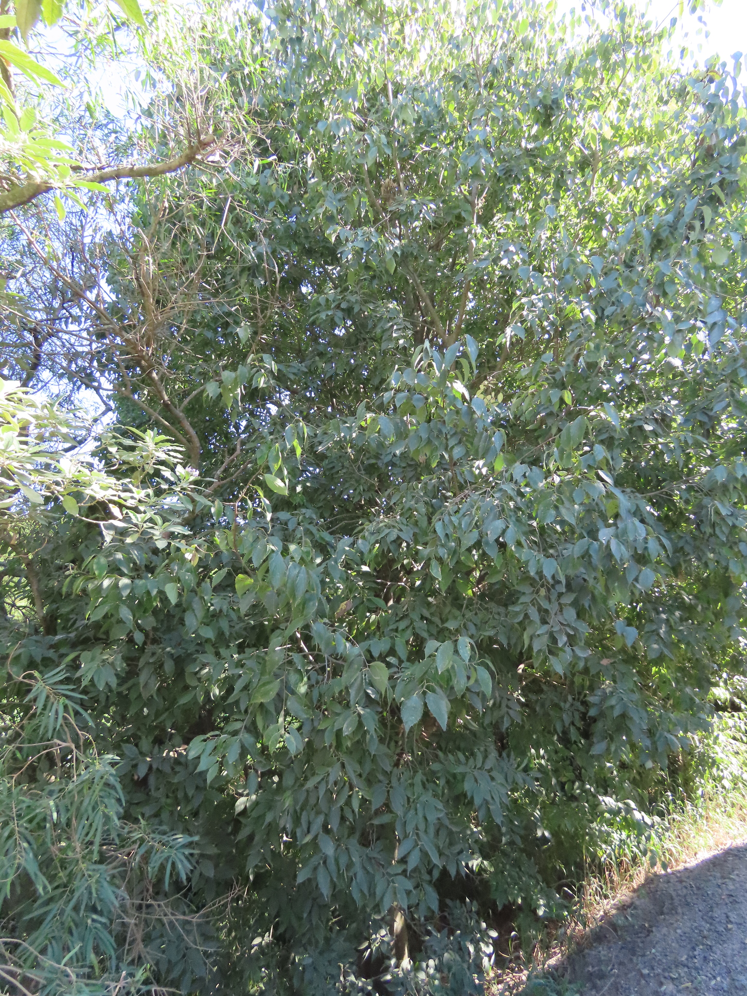 Southern Hackberry (Celtis australis)