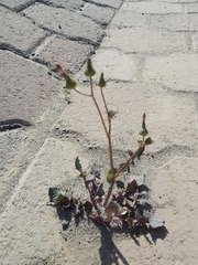 Sonchus oleraceus