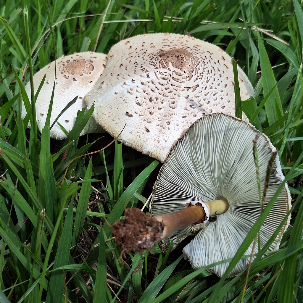 Chlorophyllum molybdites · March 2026 · photo: © deniszabin (iNaturalist, cc-by)