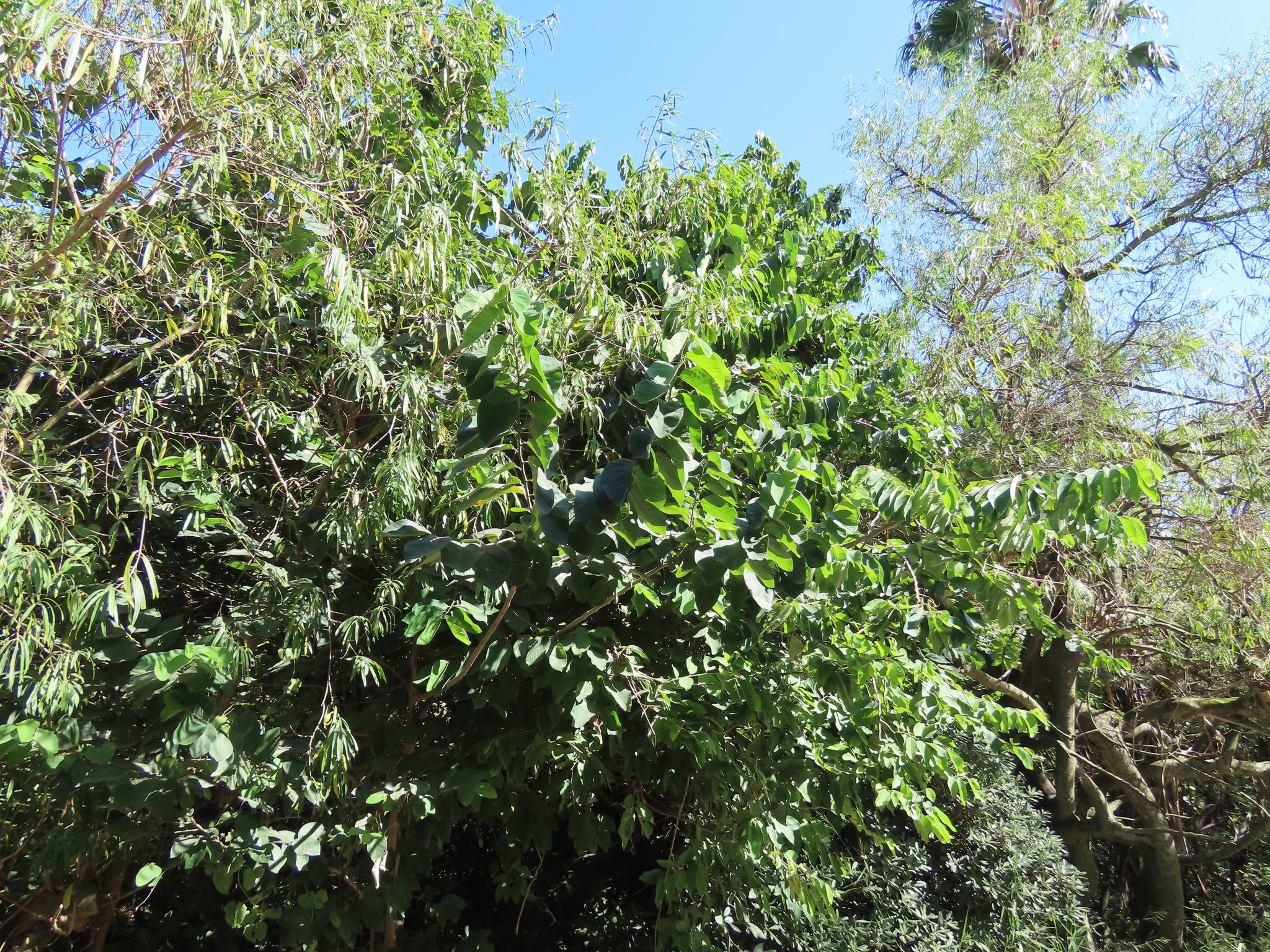 Cherimoya (Annona cherimola)
