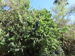 Chérimole (Annona cherimola)
