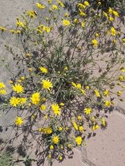 Senecio glaucus