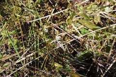 Gentianella grisebachii
