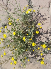 Senecio glaucus