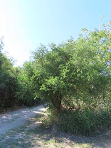 Longleaf peppertree (Schinus longifolia)