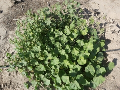 Malva parviflora