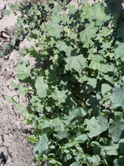 Malva parviflora