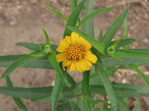 Pascalia glauca, photograph 6