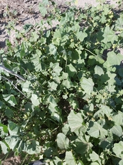 Malva parviflora