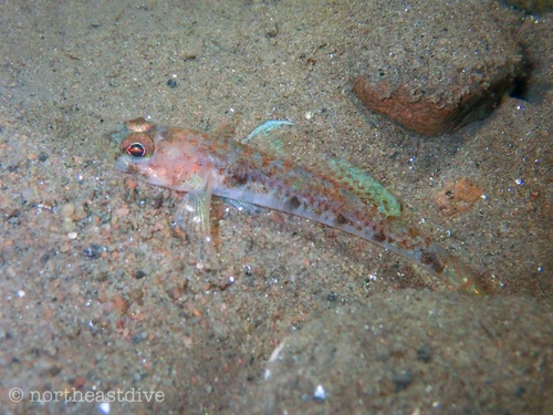 Jeffrey's Goby