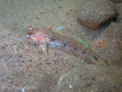 Jeffrey's Goby photo 2