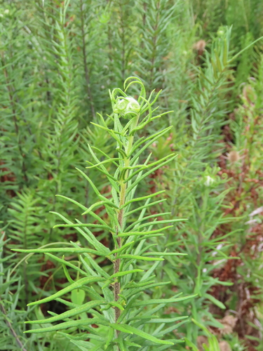 Goldenrod fern (Pityrogramma trifoliata)