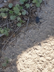Adesmia cancellata