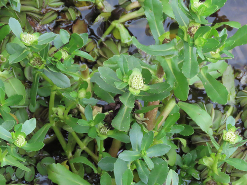 Buffalo Spinach (Enydra fluctuans)