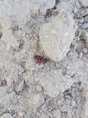 Pyrrhocoris apterus