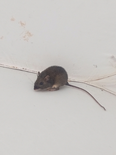 Goldman's Spiny Pocket Mouse (Heteromys goldmani)